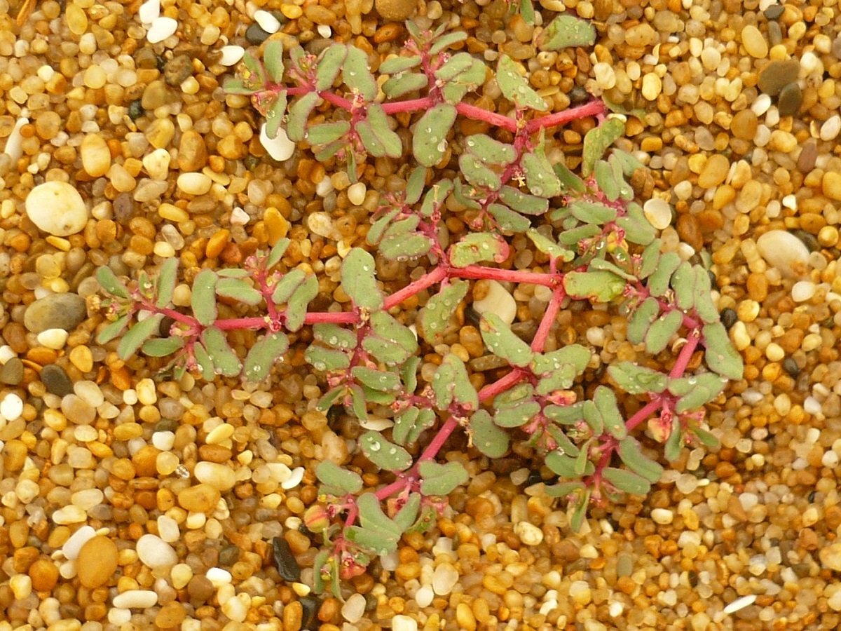 Euphorbia peplis (Euphorbiaceae)